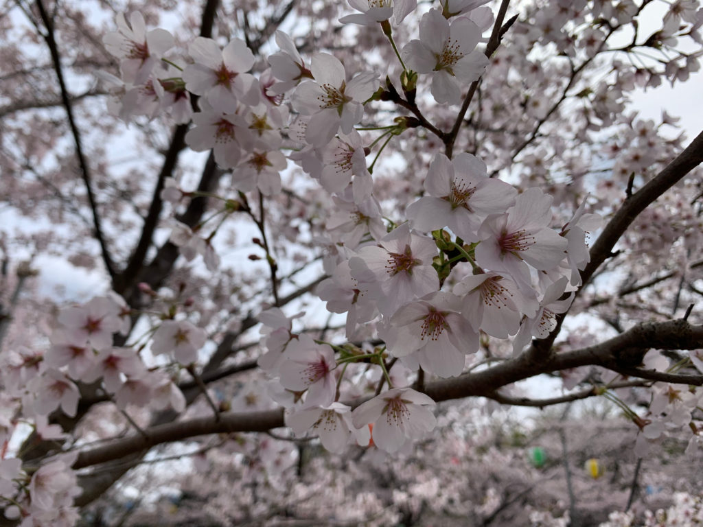小林牧場　桜