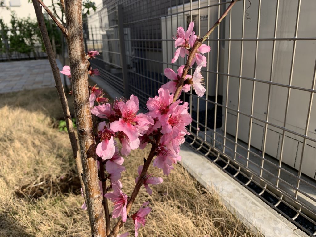 Pâtisserie Spiraea 桃の花